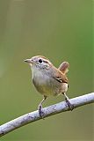 White-bellied Wren